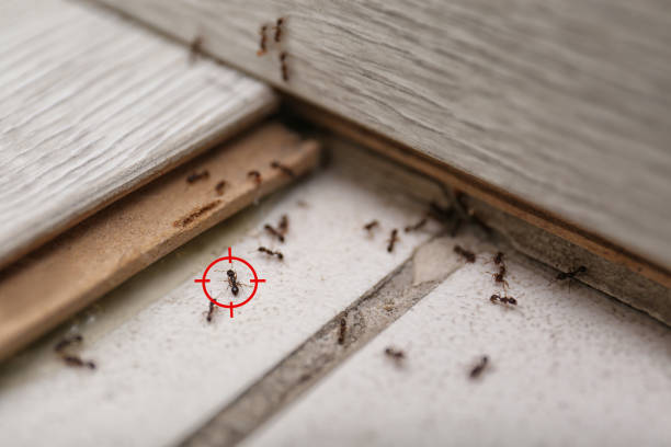 Trusted Parksdale, CA Pest Control Experts