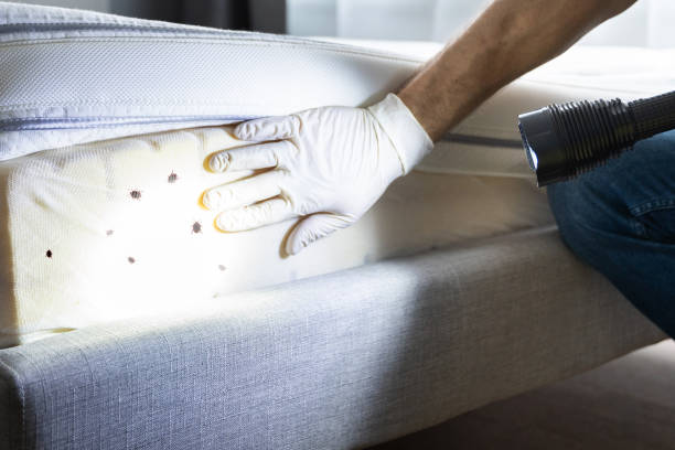 Best Spider Control Near Me  in Parksdale, CA