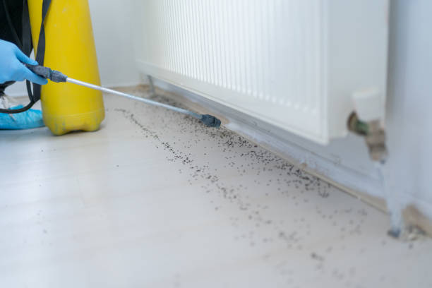 Best Local Pest Control Services  in Parksdale, CA